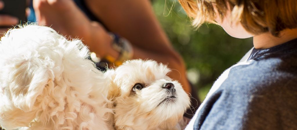 Puppy Looks Up at a Young Boy Fluffy white puppy looking up at a young boy.